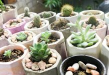 Por qué los cactus y suculentas necesitan piedras para crecer mejor: aportan un refuerzo natural al sustrato (+ Detalles)