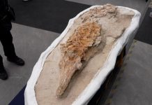 Exhiben en Perú un fósïl casi intacto de un “delfín” prehistórico de 12 millones de años (+ Detalles)