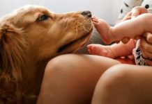 Los bebés que crecen cerca de perros tienen menos rïesgo de desarrollar ąsma (+ Detalles)