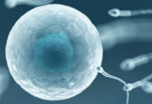 Científicos crean microrrobots biomédicos a partir de espermatozoides para la administración de fármacos (+ Detalles)