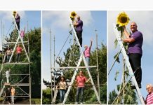 Flor Guinness World Records: el girasol más alto del mundo mide 11 metros cultivado en el patio trasero de una casa en Indiana (+ Detalles)