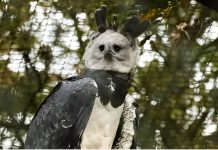 Después de 20 años sin dejar rastro, reapareció en Argentina una de las aves más poderosas de Sudamérica (+ Detalles)