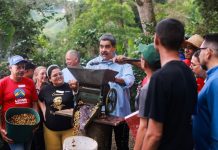 «Plan de Siembra de maíz y de arroz 2025 logra una superficie de más de 347 mil hectáreas sembradas» así lo anunció el Mandatario Nacional (+ Detalles)