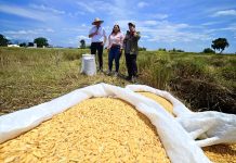 Más del 60% de la producción nacional de arroz blanco se consolida en Portuguesa: 5 mil kg listos para el consumo de los venezolanos (+ Fotos)