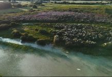 Hato Cristero: una aventura auténtica en el Corazón de Los Llanos de Venezuela (+ Detalles)