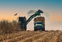 Fesoca reporta crecimiento del 10% en molienda de caña de azúcar en 2025 con respecto al año pasado