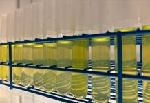 Las bacterias marinas responsables de la fotosíntesis colapsãn ante el calentamiento global (+ Detalles)