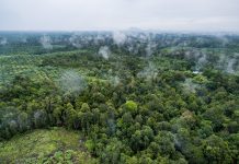 Más de la mitad de las tierras del planeta ya supera los límites ecológicos seguros (+ Detalles)
