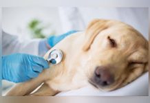 Cuando tu perro está enfęrmo: cómo cuidar su salud y fortalecer el vínculo con tu mascota