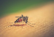 Guaicaipuro fortalece la prevención del dengue: ciudadanos lideran brigadas comunales tras formación de autoridades de salud