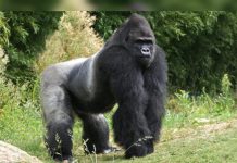 Impactante escape de un gorila adulto en zoológico de Texas pone en alĕrta máxima a cuidadores y visitantes del recinto (+ Video)