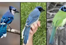 El hallazgo del primer híbrido natural de arrendajo verde y azul en Texas generado por el cambio climático desafía los límites de la evolución (+ Detalles)