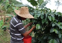 Gobierno de Venezuela da inicio al ciclo de cosecha cafetera 2025-2026 con más de 237.000 hectáreas activas