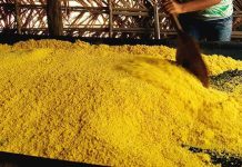 El pan de la selva Pemón: descubre la historia del mañoco, un alimento ancestral que es el pilar de la gastronomía y la cultura de la Gran Sabana