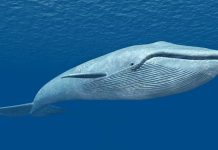 Científicos se topan en mitad del océano con un inmenso ejemplar marino no visto en décadas: “Nuestro naturalista derrąmó lágrimas” (+ Detalles)