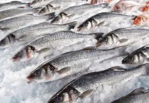 Venezuela conquista los mercados internacionales: sector pesquero comercia más de 33 especies en 50 países