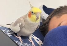 Un loro se hace viral en las redes sociales tras imitar a la perfección la alarma de su dueño (+ Video)