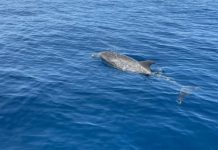 La magia de La Tortuga: Delfines acompañan a las embarcaciones durante su travesía a la isla (+ Video)