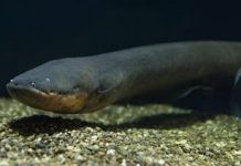 Revelan nuevas especies de la anguila eléctrica en las aguas del amazonas en el Orinoco