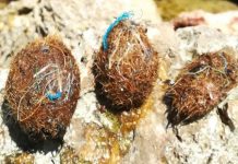 La naturaleza combate la contaminación plástica: Las «bolas de Neptuno» son trampas de microplásticos (+ Detalles)