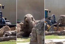 El Zoológico de Milwaukee conmueve a las redes sociales con el heroico rescate de una elefanta (+ Video)