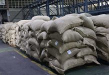 Venezuela consolida la exportación de cacao con nuevo envío a Rusia con 100 toneladas (+ Detalles)