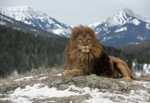 Reapareció en República Checa un león que se consideraba extintø por la cazä de su especie hace 100 años