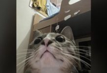 Un gato enternece internet y se viraliza tras tomarse un selfie por accidente en el teléfono de su dueño