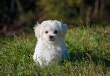 Esta es la raza de perros más cariñosa del mundo según un estudio de la Universidad de Helsinki (+ Detalles)