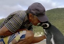 Una amistad que recorre 8.000 kilómetros: Un pingüino de Magallanes regresa cada año a visitar a su salvador en Brasil