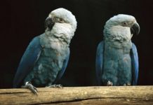 Nace en Bélgica un guacamayo azul, especie extinta en estado salvaje desde hace 25 años