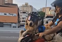 Rocky Stun, el golden retriever motorizado y responsable que se vuelve viral en Venezuela (+ Video)