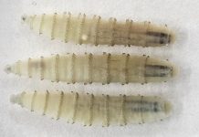 Gusano barrenador del Ganado desata una crisïs sanitaria en América Central, con riesgøs para los humanos