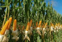 Primer Festival de Maíz de Apure «Maíz Fest» impulsa el turismo gastronómico y posiciona a la región como un motor de emprendimiento