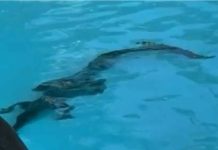 Como si fuese un huésped más: Un cocodrilo entró en la piscina de un hotel 5 estrellas en Australia (+ Video)