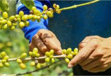 EICEV 2025 extiende el plazo para la recepción de lotes de café de especialidad (+ Detalles)