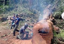 Restituido en tiempo récord el paso vehicular hacia la carretera Maracay-Choroní tras la caída de siete árboles que obstruían la vía