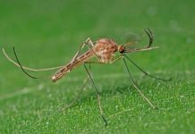 ¡Volaron hasta Islandia! Por primera vez en la historia consiguen mosquitos en el país nórdico