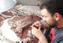Hallazgo histórico en Argentina: Descubren esqueleto de un dinosaurio desconocido de 230 millones de años (+ Fotos)