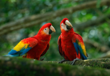 Reconocimiento oficial a la riqueza natural: Avecintel recibe galardón y sello de calidad para la ruta «Biodiversidad de Aviturismo 5 Estrellas»