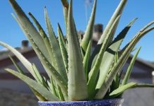 Qué significa que tu aloe vera tenga las puntas marrones o amarillas: el cambio de color en sus hojas puede ser una señal de alêrta (+ Detalles)