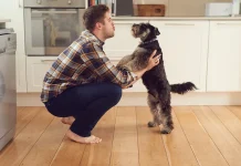 Lo que no sabías sobre tus perros: cómo realmente entienden lo que les hablas y por qué esto cambia la relación con tu mascota