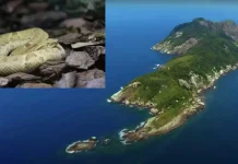 Isla de las Cobras: un lugar prohibido en Latinoamérica considerado uno de los lugares más pelïgrosos del mundo