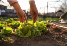 Una dieta vegetal puede mejorar tu salud y reducir contaminación, revelan los estudios (+ Detalles)