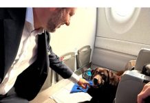 Ahora todas las mascotas podrán viajar a tu lado: Italia realiza el primer vuelo con perros de gran tamaño en cabina (+ Detalles)