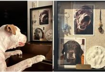 ¿El luto perruno existe?: Tras perder a su compañero de vida, este perrito lo recuerda cada día junto a su memorial
