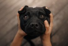 ¿Lágrimas de felicidad? Estudio sugiere que los perros aumentan sus emociones cuando se reencuentran con sus amos