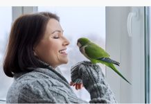 Estudios confirman que escuchar el canto de los pájaros reduce el ëstrés y mejora la salud mental (+ Detalles)