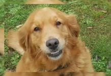 Increíble encuentro en Australia: perra golden retriever sorprende a su dueño al aparecer en el jardín con un amiguito de otra especie (+ Fotos)