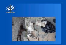 Ministerio Público inicia investigación por envënęnamïentø de mascotas comunitarias en Barquisimeto y activa Fiscalía 23 en Materia Ambiental